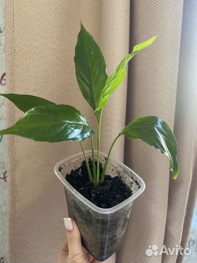 Спатифиллум женское счастье