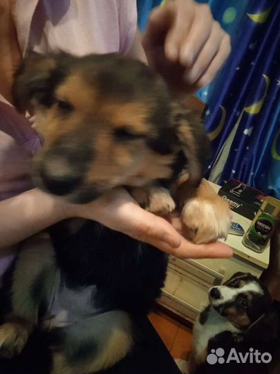 Собака в добрые руки отдам бесплатно