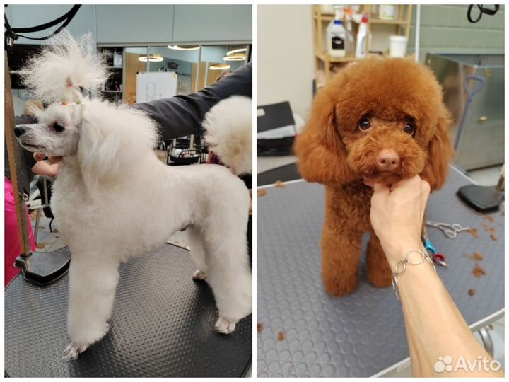 Груминг, тримминг