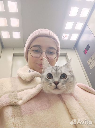 Сиделка для кота/кошки, уход за животным