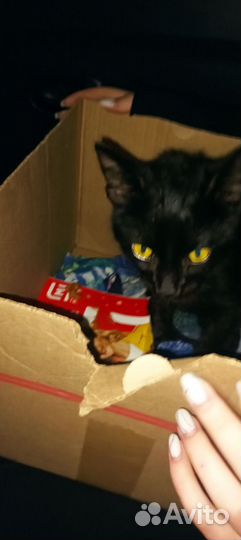 Кошка в дар