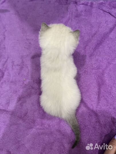 Девочка колор поинт