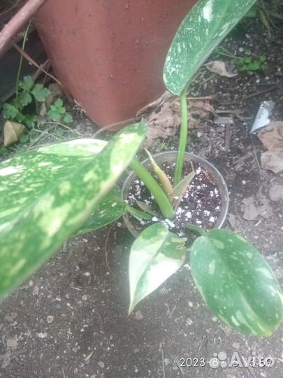 Филодендрон Green Congo marble