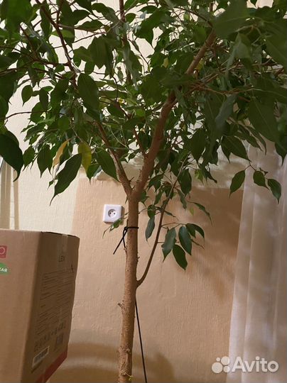 Фикус бенджамина большой