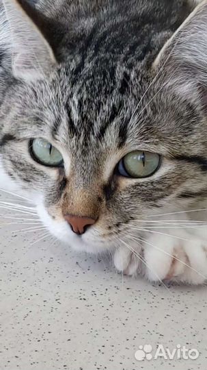 Ищу любящего хозяина