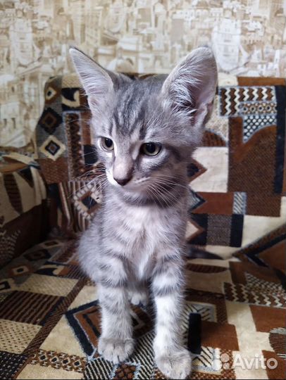 Кошки в добрые руки бесплатно