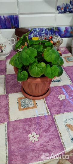 Комнатные цветы