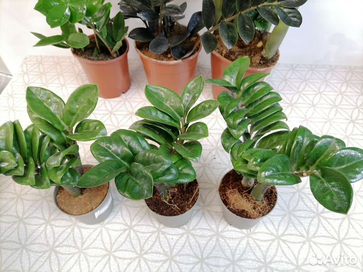 Замиокулькасы разные