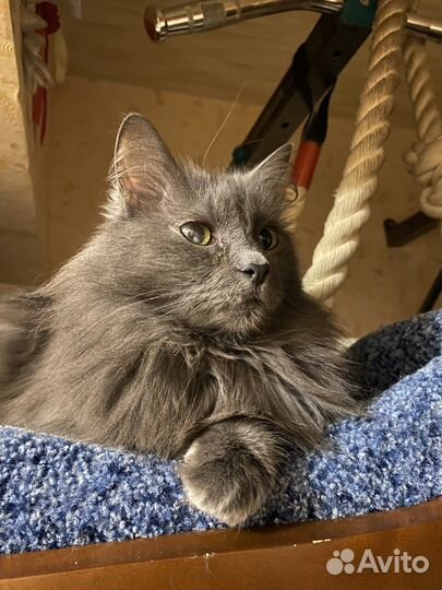 Отдаем кошку в добрые руки