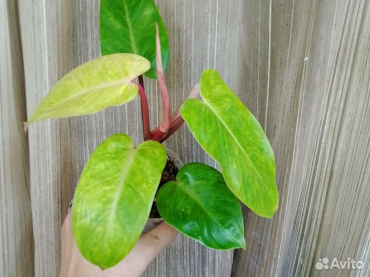 Филодендрон 2