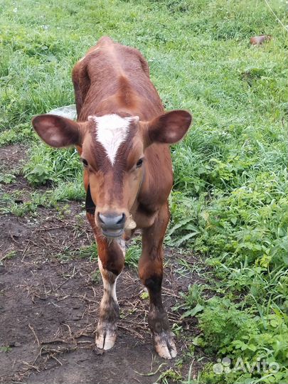 Телята бычки