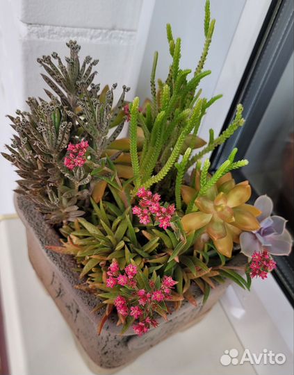 Суккулент. Крассула Шмидта