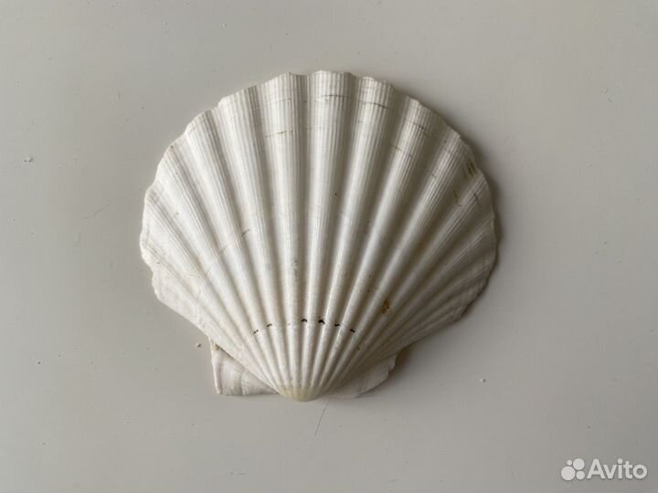 Ракушка морская большая