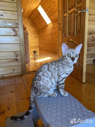 Бенгальский котенок - она
