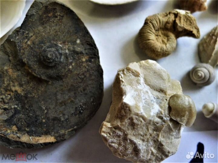 Набор ископаемых окаменелостей № 1