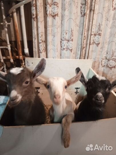 Козлята месячные