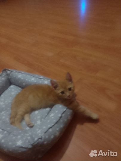 Котята