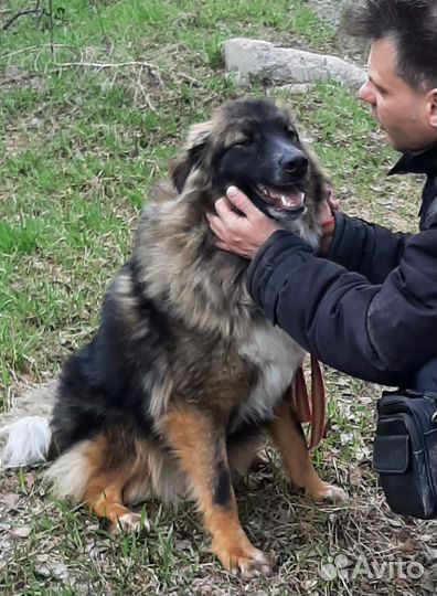 Собаки приюта просят о помощи