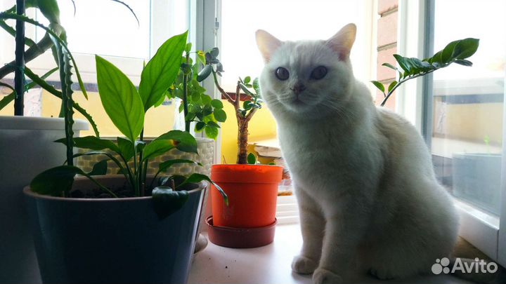 Передержка животных