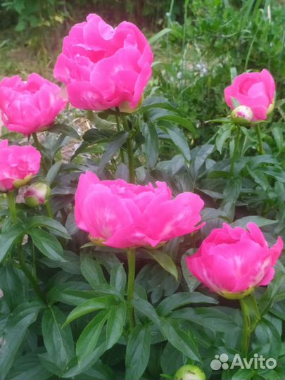 Пионы саженцы