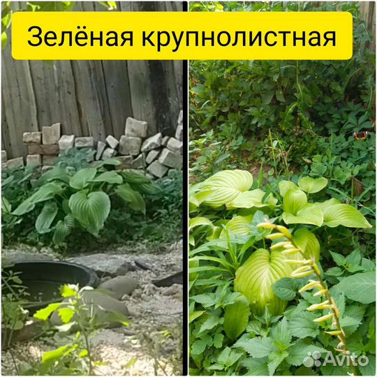 Хоста разные сорта