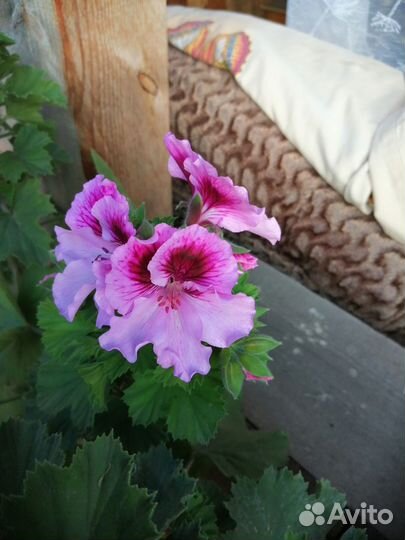 Королевская пеларгония Elegance Jeanette