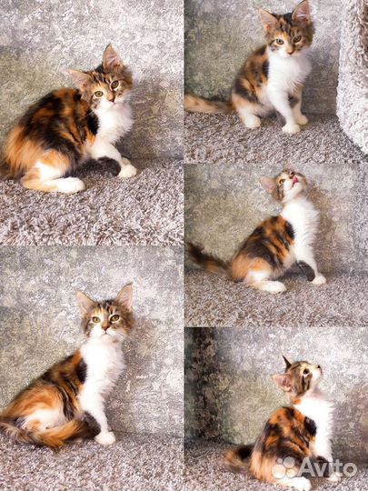 Котята мейн-кун