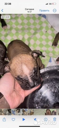 Амстафф щенки