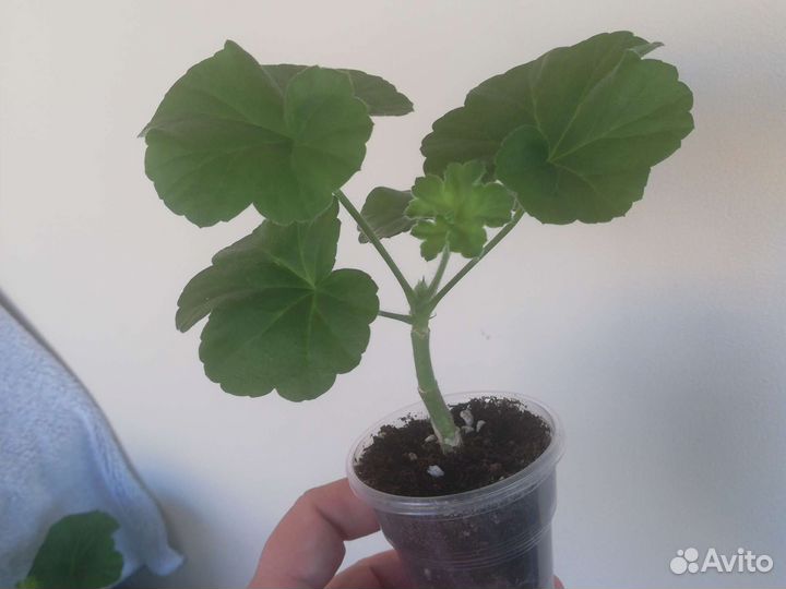 Пеларгония розебудная