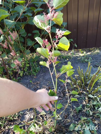 Декоративный кустарник