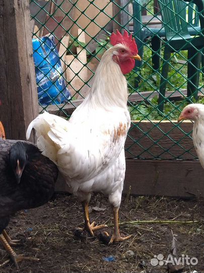 Петушок молодой