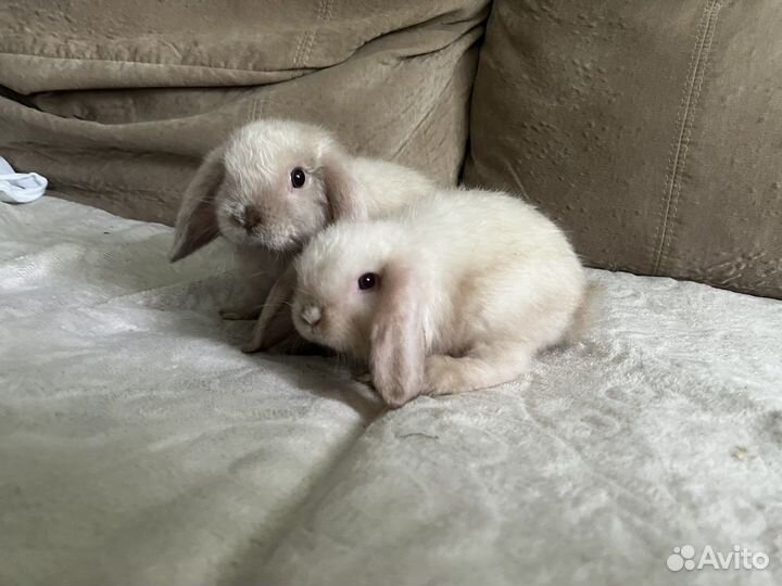 Декоративные кролики