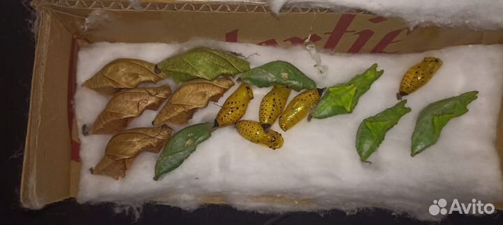 Куколки тропических бабочек