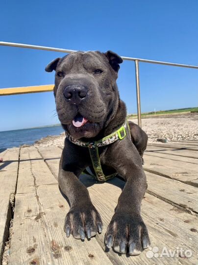 Ищем невесту для вязки