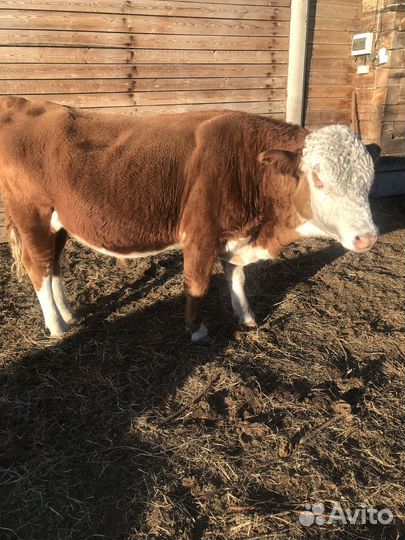 Продаются бычки и телки