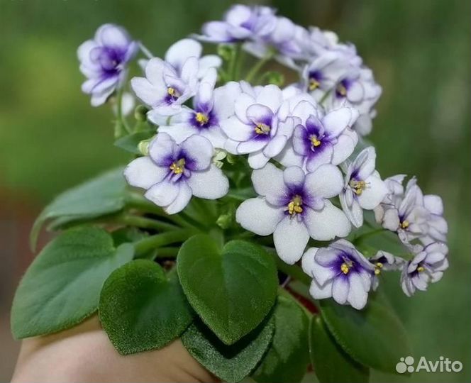 Комнатные цветы