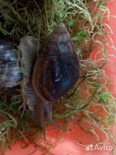 Улитка (ахатина)