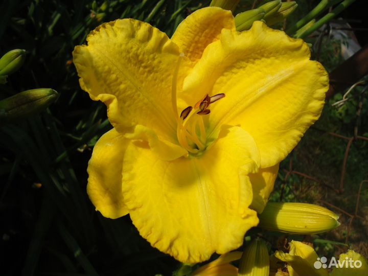 Лилейники, ирисы, и разные многолетники