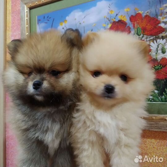 Щенки шпица