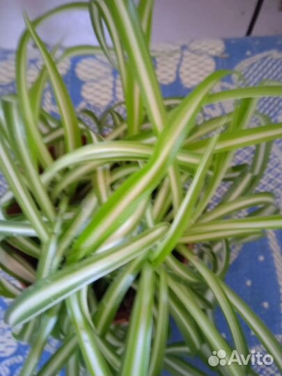 Хлорофитум кудрявый