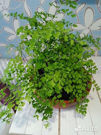 Папоротник Адиантум (венерин волос)