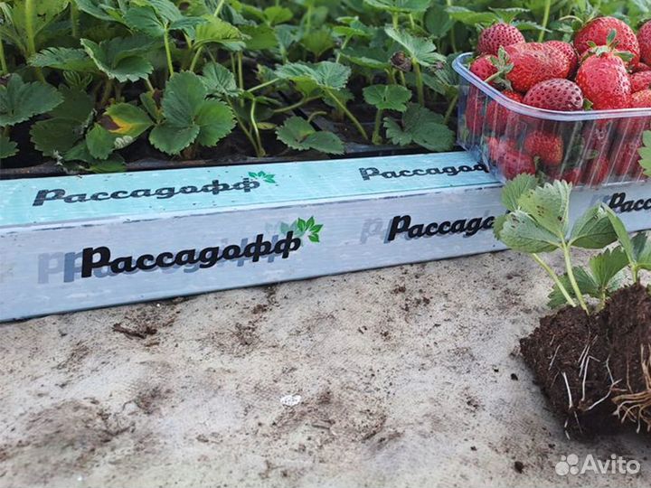 Рассада клубники. Фриго