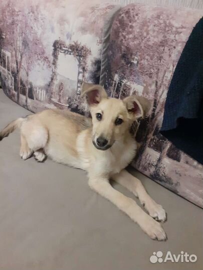 Пес в добрые руки