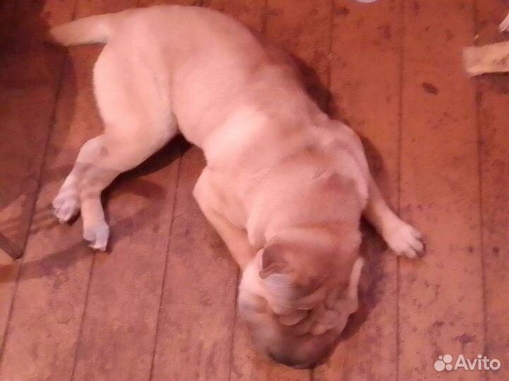 Собака вязка