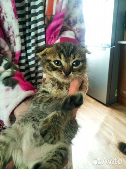Кошки вислоухие
