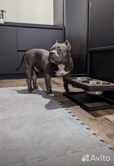 Универсальная подставка для кормления собак