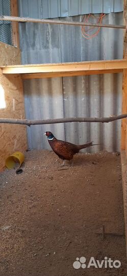 Фазан охотничий