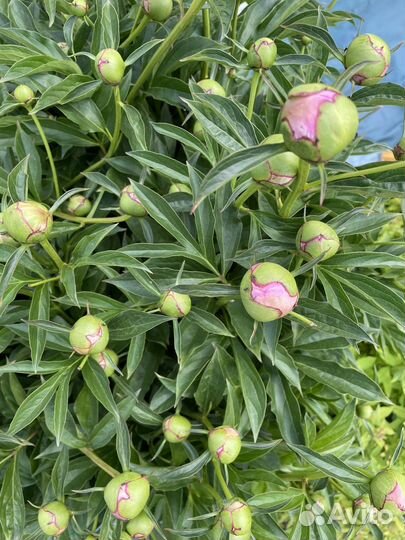 Пионы свежие на срезку, заказ за день, в бутонах