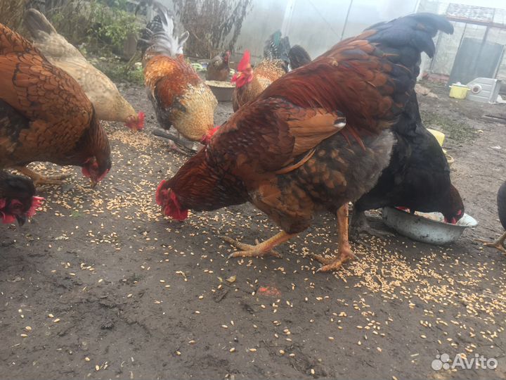 Цветное инкубационное яйцо