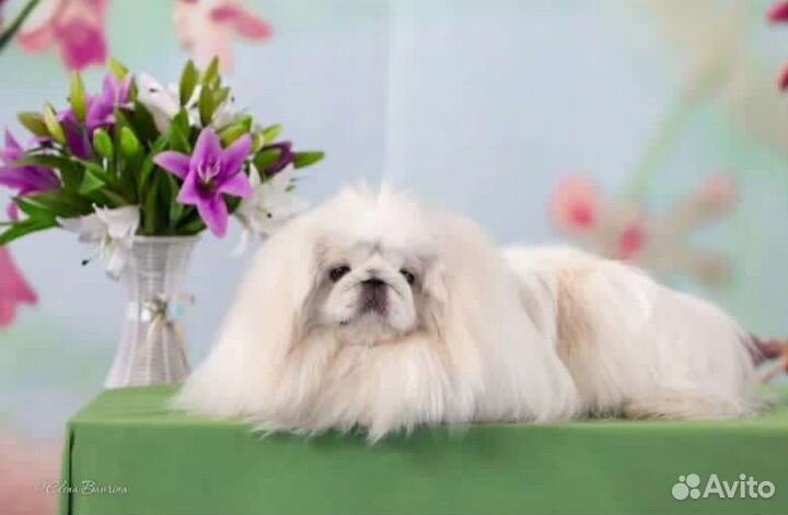 Пикинесы вязка